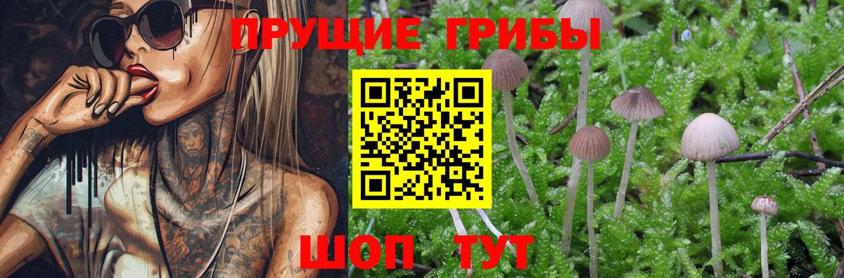Псилоцибиновые грибы мицелий Елабуга