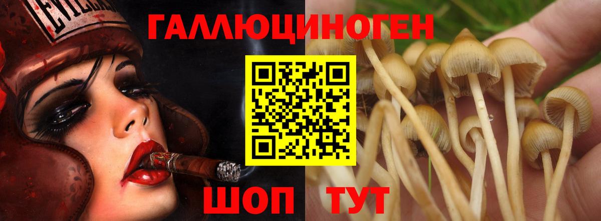 Псилоцибиновые грибы Psilocybine cubensis  Псилоцибиновые грибы Psilocybine cubensis  Елабуга  купить наркотик  Вход с VPN 